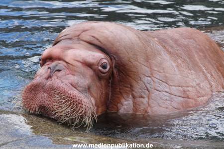 Hagenbeck26032013 076