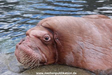 Hagenbeck26032013 079