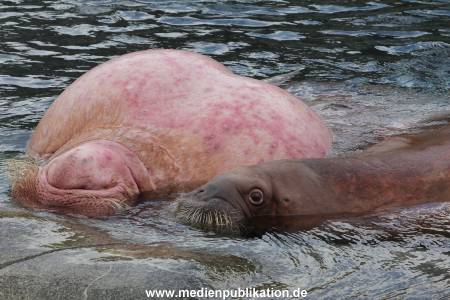 Hagenbeck26032013 080