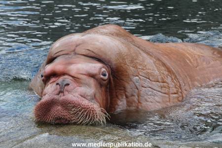 Hagenbeck26032013 081