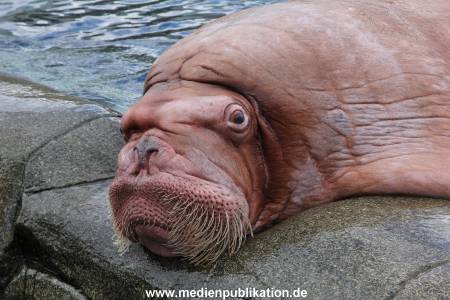 Hagenbeck26032013 083