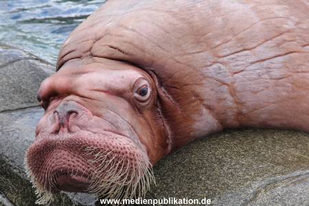 Hagenbeck26032013 084