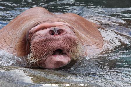 Hagenbeck26032013 085