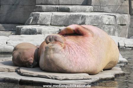 Hagenbeck 01082015 011