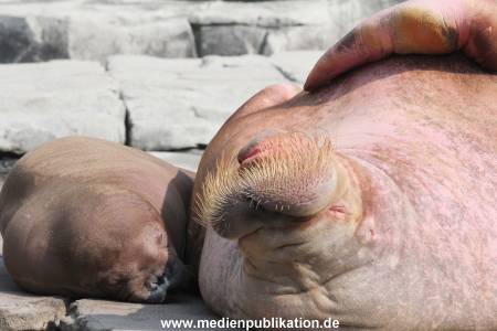 Hagenbeck 01082015 013