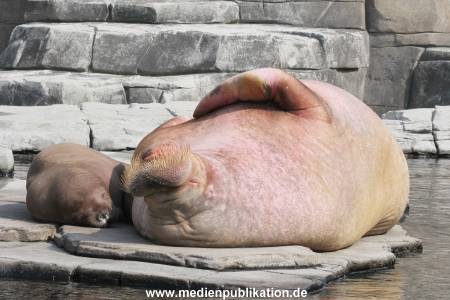 Hagenbeck 01082015 014
