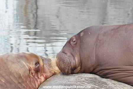 Hagenbeck 01082015 016