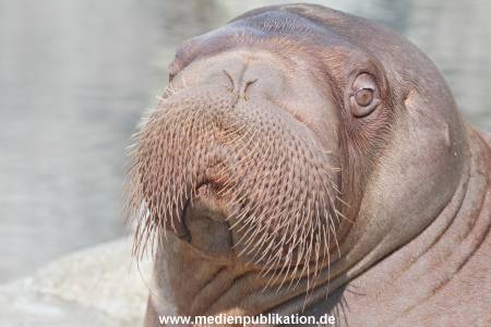 Hagenbeck 01082015 017