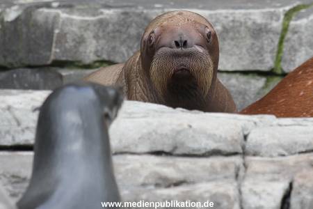 Hagenbeck 02072014 001