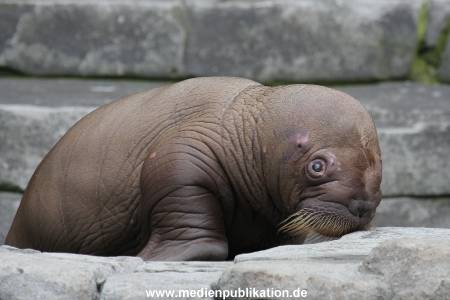 Hagenbeck 02072014 004