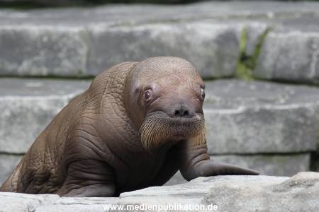 Hagenbeck 02072014 005