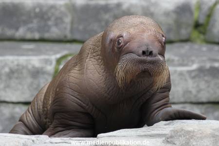 Hagenbeck 02072014 006