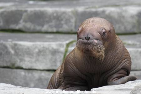 Hagenbeck 02072014 007
