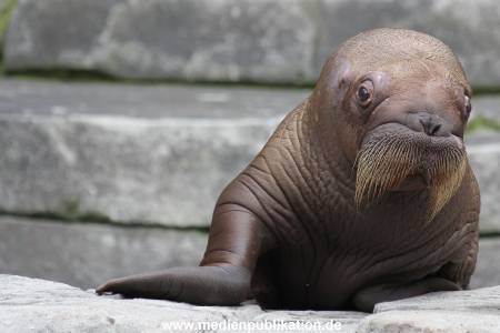 Hagenbeck 02072014 010