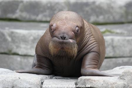 Hagenbeck 02072014 012
