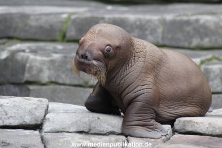 Hagenbeck 02072014 014
