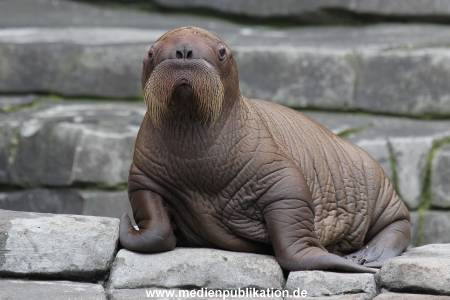 Hagenbeck 02072014 016