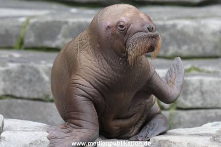 Hagenbeck 02072014 017