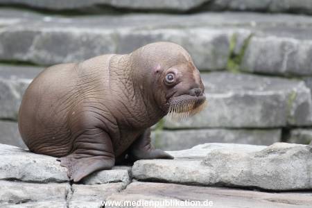Hagenbeck 02072014 018