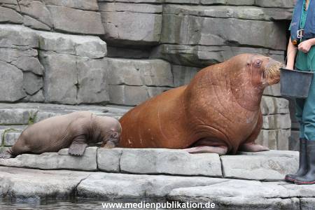 Hagenbeck 02072014 019