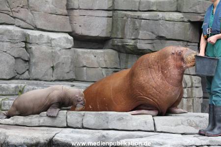 Hagenbeck 02072014 020