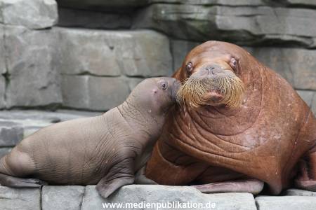 Hagenbeck 02072014 021
