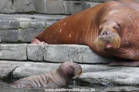 Hagenbeck 02072014 023