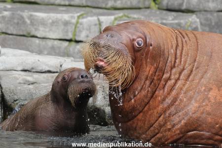 Hagenbeck 02072014 024