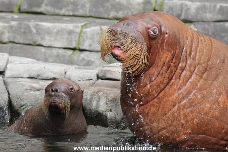 Hagenbeck 02072014 025