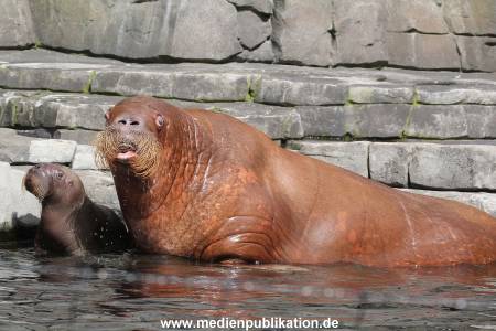 Hagenbeck 02072014 027