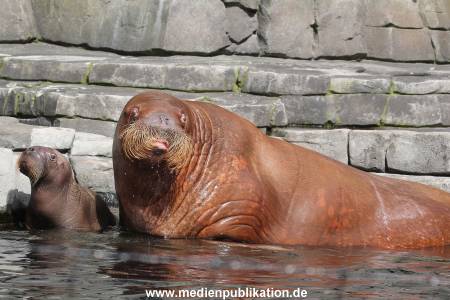 Hagenbeck 02072014 028