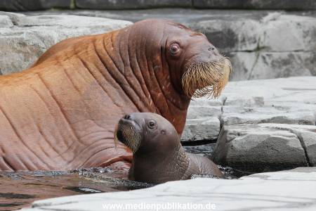 Hagenbeck 02072014 029