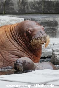 Hagenbeck 02072014 030