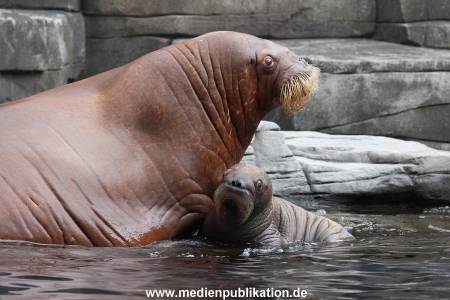 Hagenbeck 02072014 031