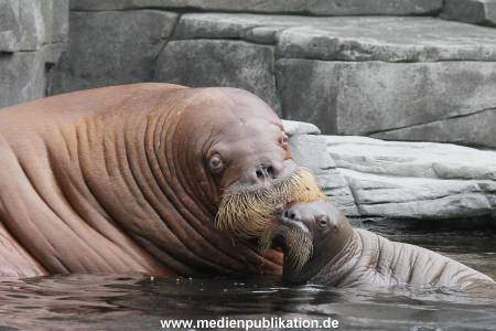 Hagenbeck 02072014 032