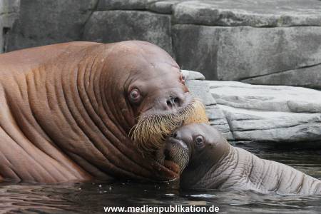 Hagenbeck 02072014 033