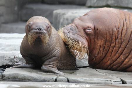 Hagenbeck 02072014 035