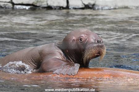Hagenbeck 02072014 039