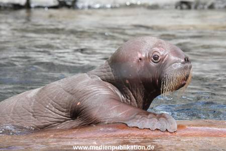 Hagenbeck 02072014 040