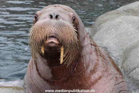 Hagenbeck 06062013 004
