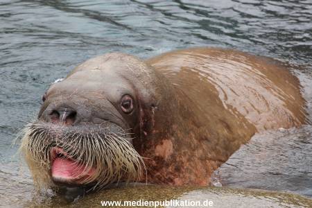 Hagenbeck 06062013 005