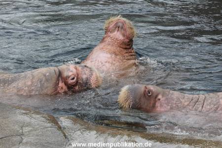 Hagenbeck 06062013 013