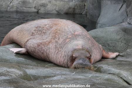 Hagenbeck 06062013 014