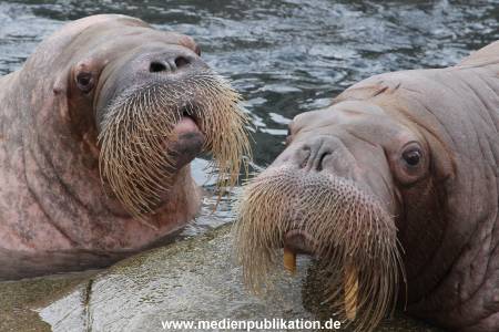 Hagenbeck 06062013 015