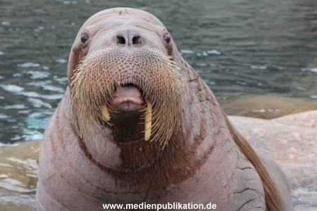 Hagenbeck 06062013 016