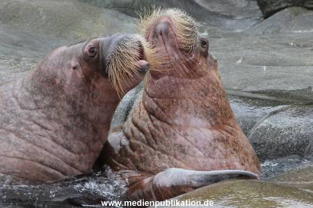 Hagenbeck 06062013 036