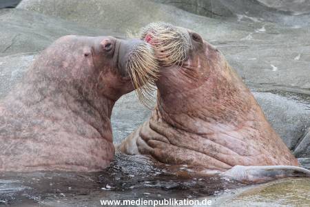 Hagenbeck 06062013 038