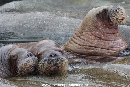 Hagenbeck 06062013 040