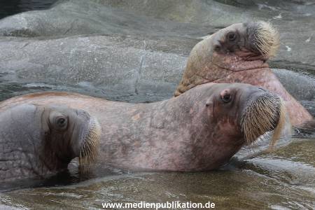 Hagenbeck 06062013 041