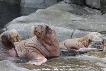 Hagenbeck 06062013 042